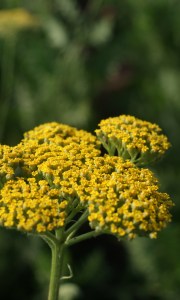 11.00 Achillea filipendulina Cloth of Gold (Parkers var) (2)5